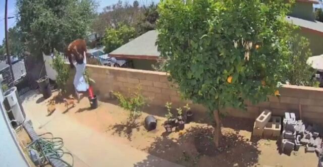 Mujer se enfrentó a oso para salvar a sus perros en California