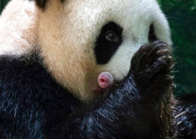Nacen dos crías de panda gigante en Francia