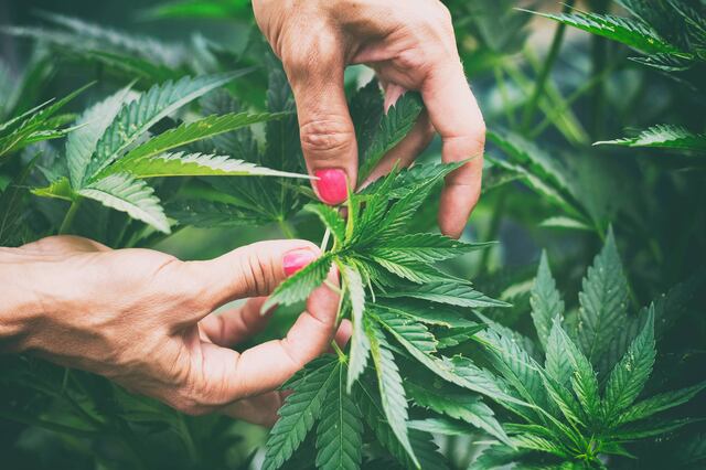 Advierten sobre crisis en la industria de cannabis medicinal en Puerto Rico