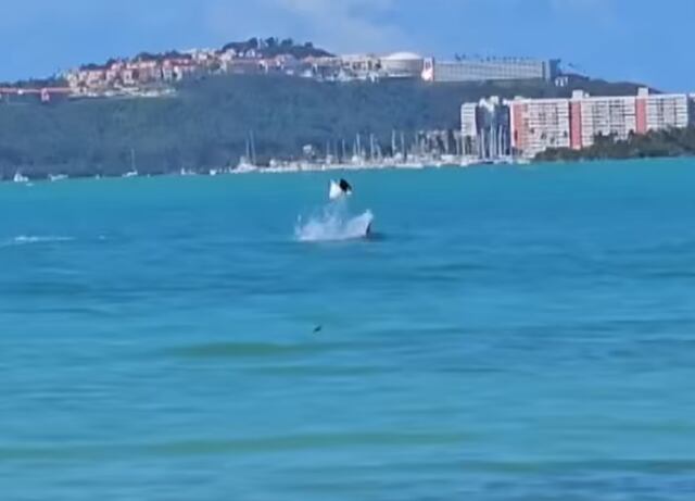 VIDEO: Captan momento en que tiburón caza una mantarraya en Fajardo