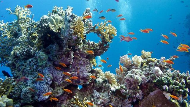 DRNA anuncia certamen de diseño sobre los arrecifes de coral