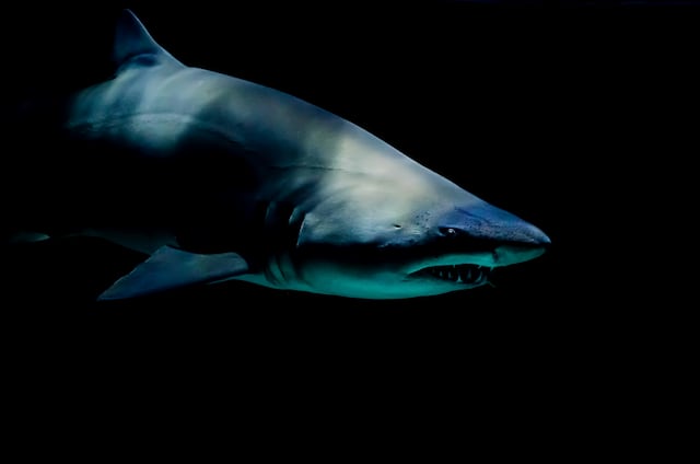 ¿Por qué los tiburones atacan a los humanos?
