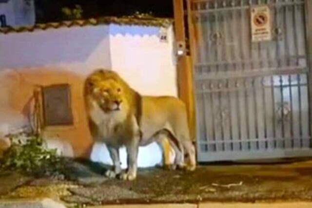León causa pánico en las calles de Roma tras escaparse de un circo