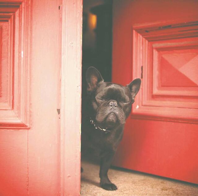 Perros de todo el mundo se convirtieron en modelos