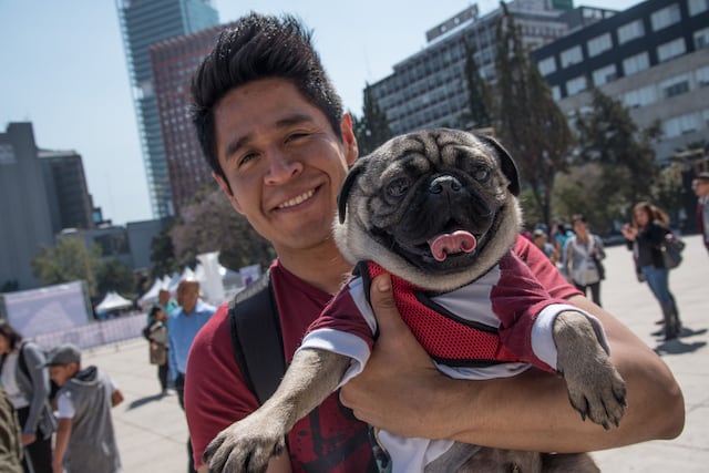 Esto te ayudará a proteger a tus mascotas de la pirotecnia