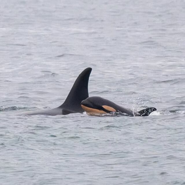 Orca que cargó a su cría muerta durante 17 días ahora pierde a su reciente ballenato