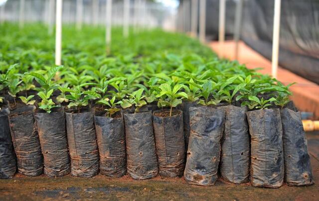 Puerto Rico Coffee Roasters lanza proyecto de conciencia y sustentabilidad social