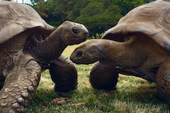 ¿Qué secreto de longevidad atesora una tortuga de 194 años?