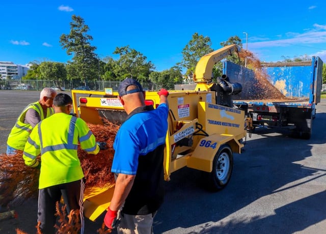 Guaynabo anuncia reciclaje de árboles de Navidad