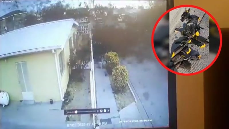 Instante en que los pájaros cayeron al suelo sin razón alguna
