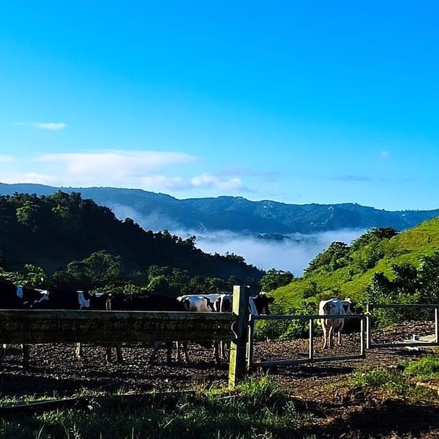 Quesería Las Nubes: delicioso queso artesanal desde las alturas de Guavate