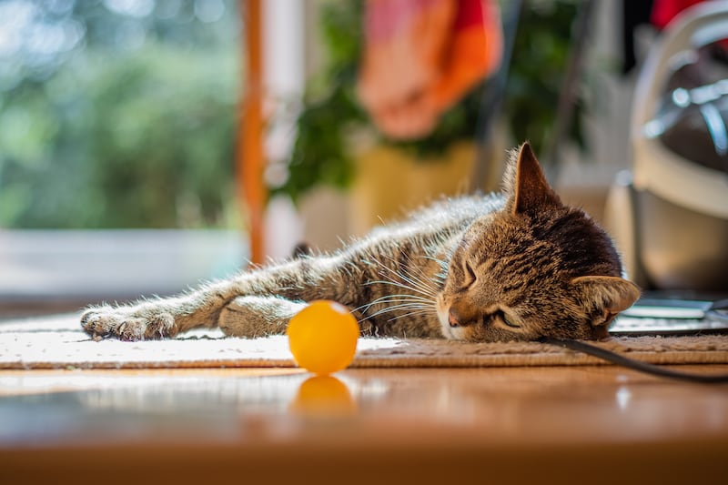 El enriquecimiento ambiental consiste en adaptar el entorno para que perros y gatos puedan desarrollar comportamientos naturales y mantenerse física y mentalmente activos. Foto: Magnific.