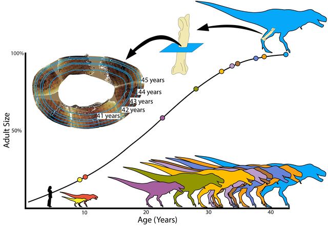 Confirman que el ‘rey de los dinosaurios’ crecía hasta los 40 años, de acuerdo a nuevos estudios