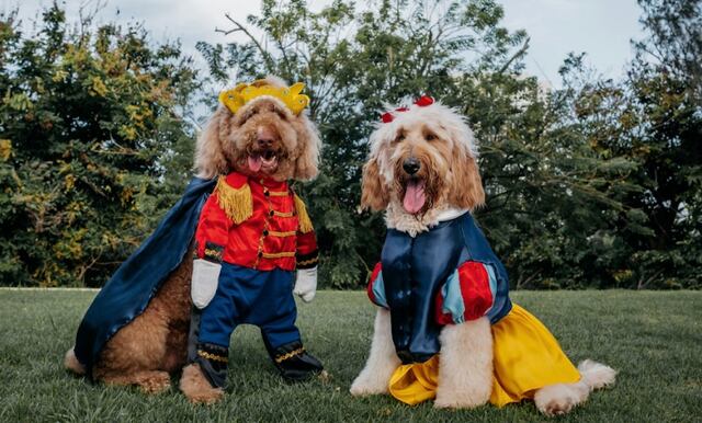 Llega enJOY, primer atelier para mascotas