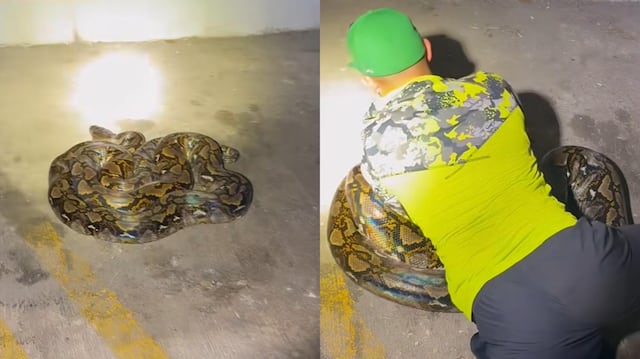 VIDEO | Capturan serpiente de 14 pies en estacionamiento de hospital en Bayamón