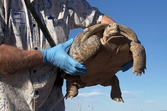 Biólogos ayudan a preservar la tortuga del Bolsón