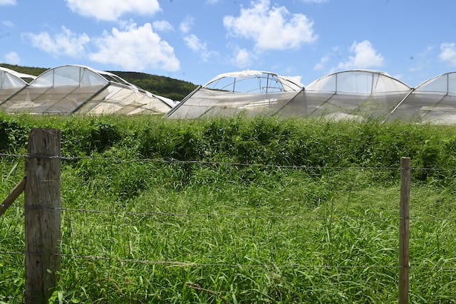 Alcaldes y agricultores exigen mejor autosuficiencia alimentaria ante nuevos recortes federales