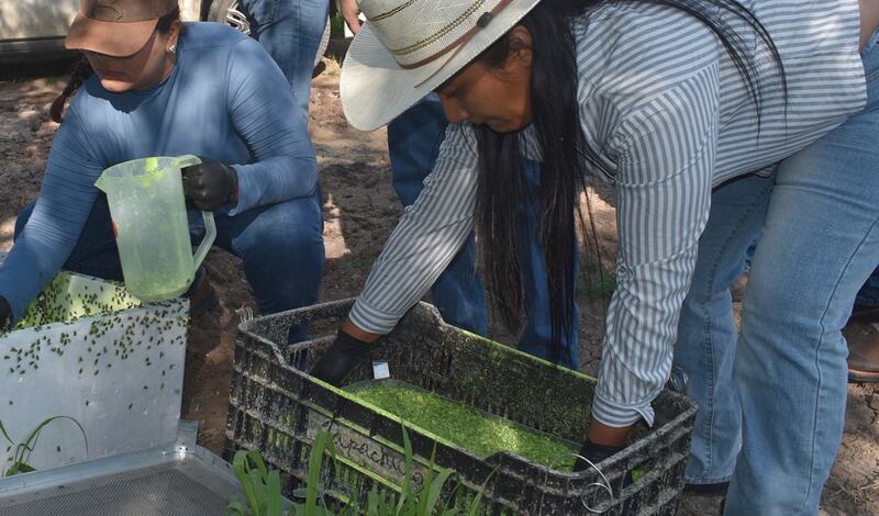 Fotografía cedida hoy, por la Secretaría de Agricultura y Desarrollo Rural donde se observa la producción de moscas estériles para frenar el gusano barrenador en México (México). EFE/Secretaría de Agricultura y Desarrollo Rural