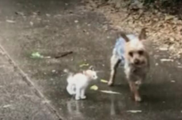 (VIDEO) Perrita sale de su casa y regresa con un gato para ser adoptado