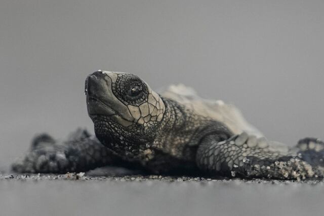 Poblaciones de tortugas marinas en peligro muestran señales de recuperación, según estudio