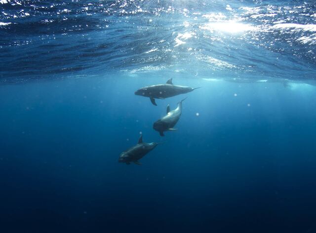 Todas las especies de delfines de agua dulce están en peligro de extinción
