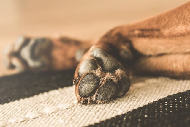 En prisión hombre acusado de matar al perro de su pareja en Bayamón
