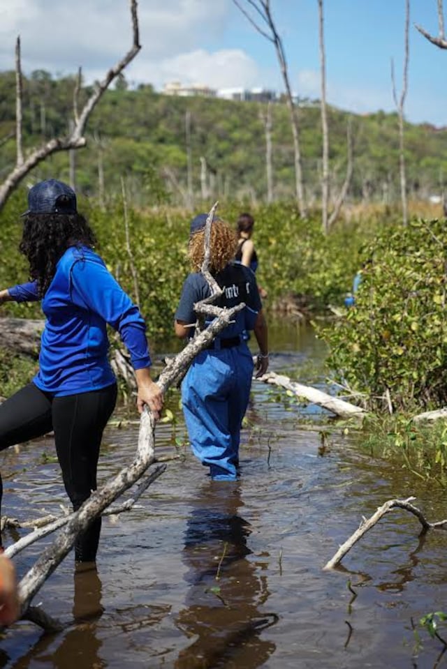 Siembran sobre 2 mil semillas y plántulas de mangle en Isabela en el Día de la Tierra