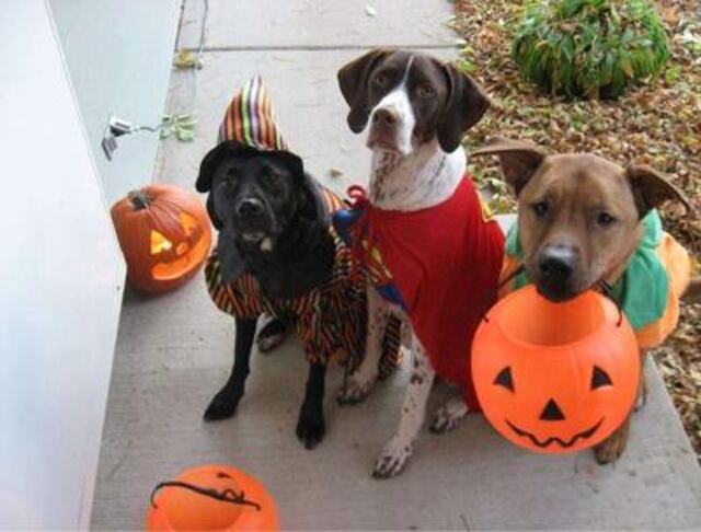 Consejos para proteger a las mascotas durante Halloween