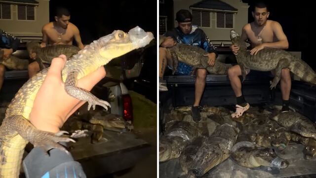 VIDEO: Capturan 16 caimanes en Vega Baja