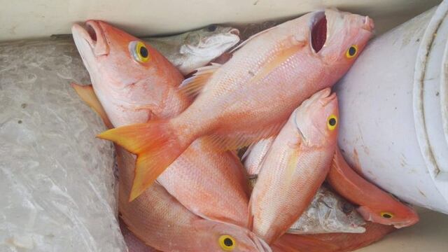 Cámara busca crear logo de "Pescado Fresco del País"