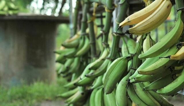 Secretario de Agricultura pide a los supermercados vender los plátanos a menor precio