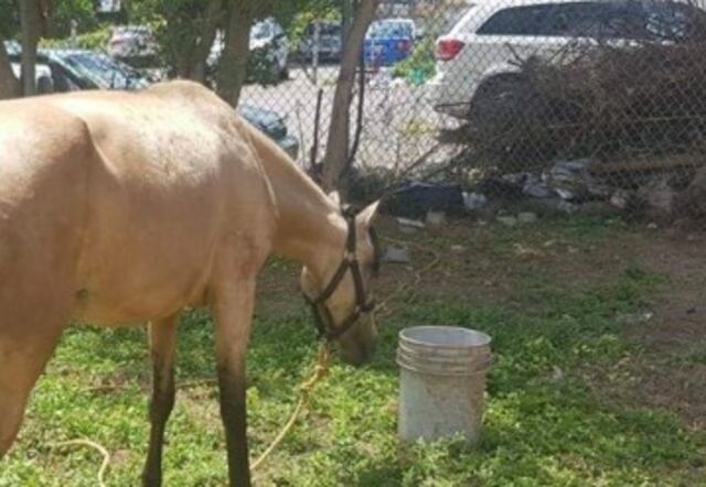 Piden ayuda para tratamiento de yegua que perdió trágicamente a su cría