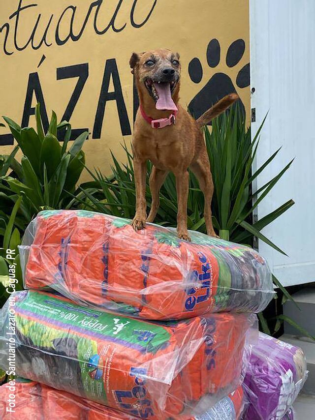 Petslike hace donativo de más de 14,000 libras en alimentos para mascotas