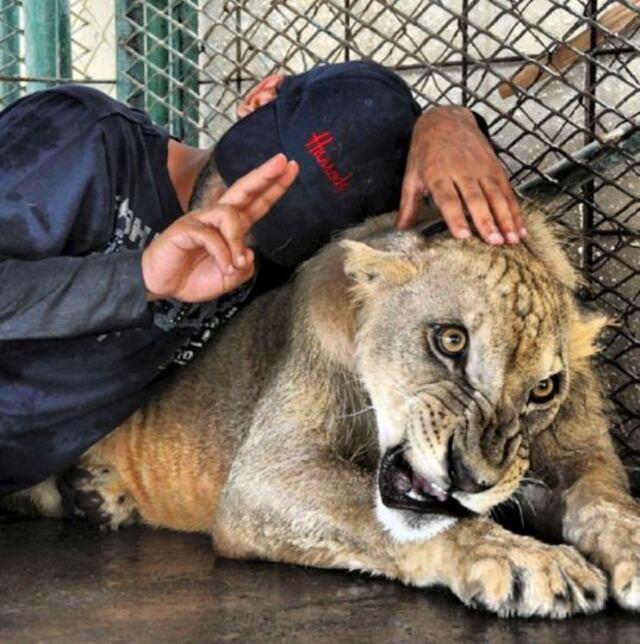 No creerás las mascotas que tiene este hombre