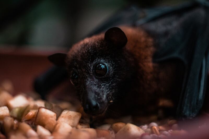 Ha habido también transmisión del virus de Marburgo en casos de manipulación de animales salvajes enfermos o muertos infectados (monos y murciélagos fruteros).