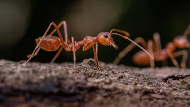 ¡Qué miedo! Así se ve el rostro de una hormiga en un microscopio