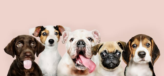 Recomendaciones para elegir la mascota adecuada