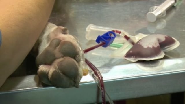 Argentina tiene la primera clínica de donación de sangre para perros