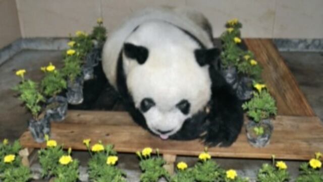 ​¡Una pena! Dolor en China por muerte del panda más viejo del mundo