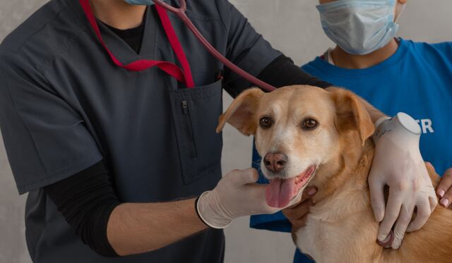 Aprueban proyecto para poner en la planilla gastos veterinarios