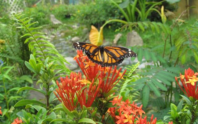 Opinión: Mariposa: la Miss Universo de los insectos