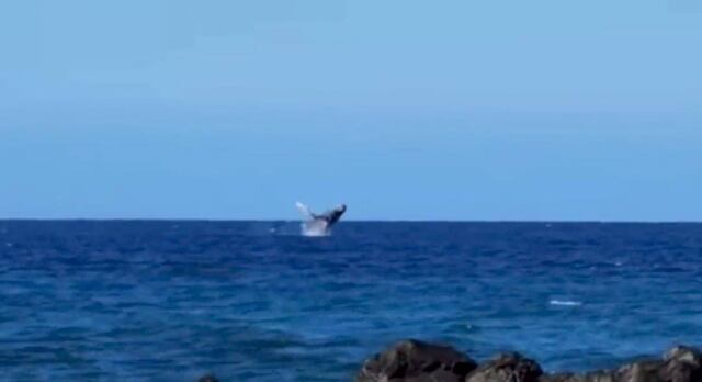 Captan a una ballena jorobada en la costa de Rincón
