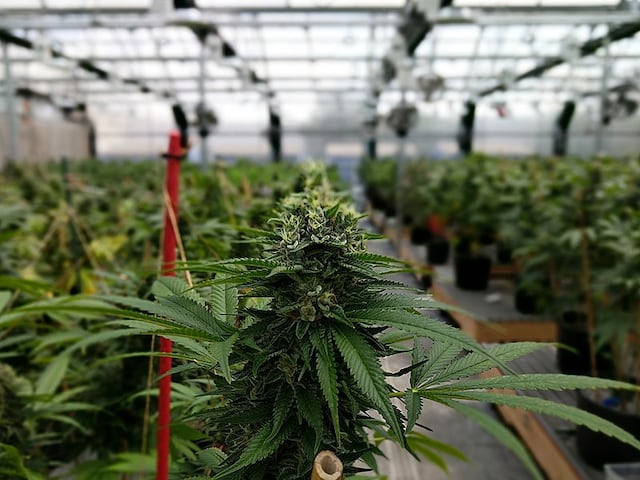 4/20: Una mirada a la industria del cannabis en Puerto Rico