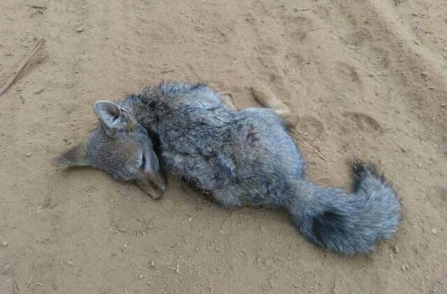 “Tenencia irresponsable”: la fotografía de un zorro atacado por perros asilvestrados que abrió fuerte debate en redes sociales