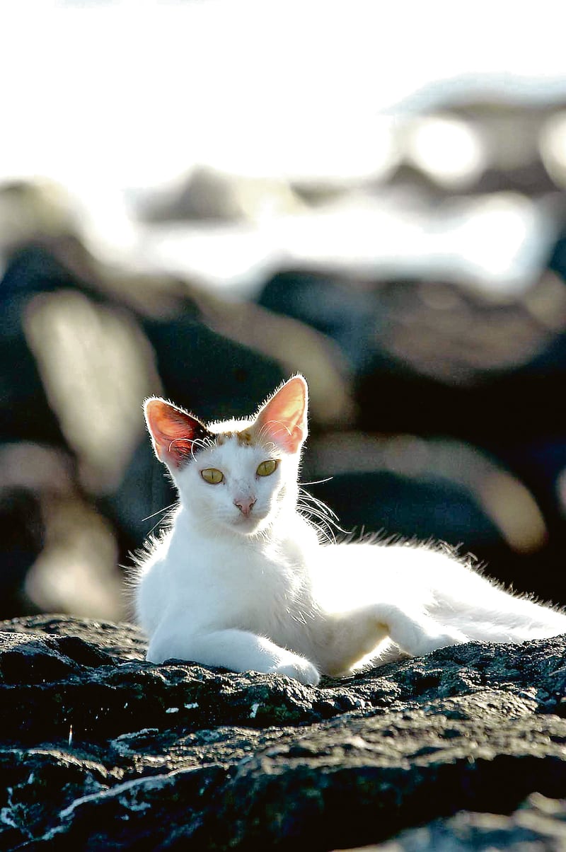 Organizaciones estiman que la cantidad de gatos realengos duplican la cantidad de perros en las calles.