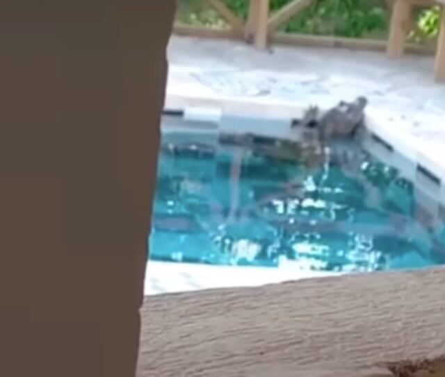 VIDEO: Animador boricua encuentra enorme cocodrilo en la piscina de su casa