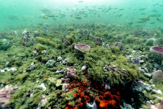Cambio climático: ¿Se pueden salvar los océanos?
