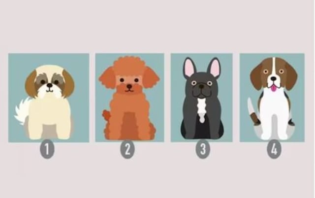 Al elegir un perro descubrirás qué necesitas cambiar en tu vida para ser más feliz
