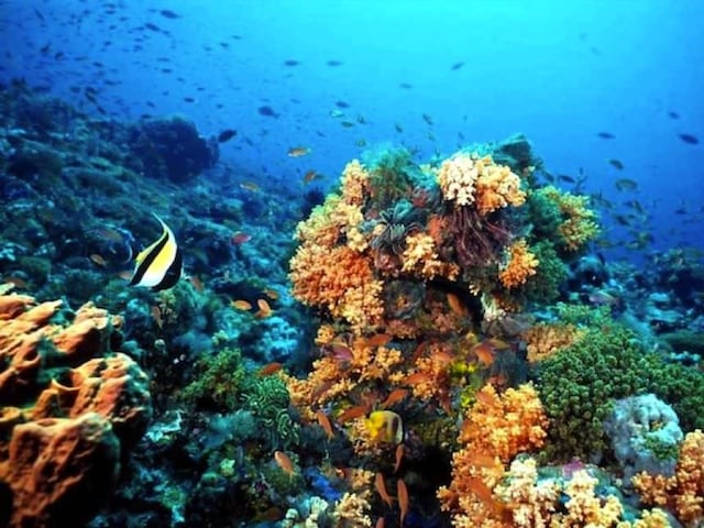 DRNA anuncia agenda de actividades para concienciar sobre los arrecifes de coral