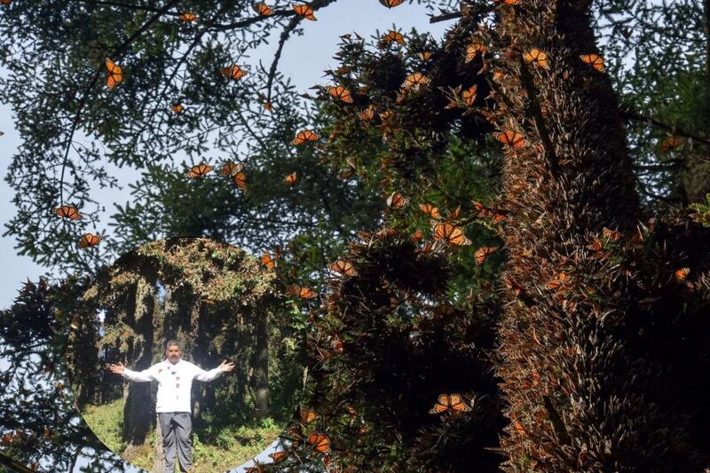 Disminuye población de mariposas monarcas 59%, a causa del cambio climático y tala clandestina